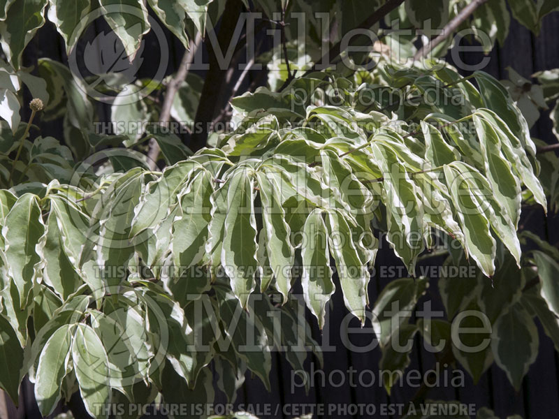 Cornus Wolf Eyes (Japanese Dogwood) 11 