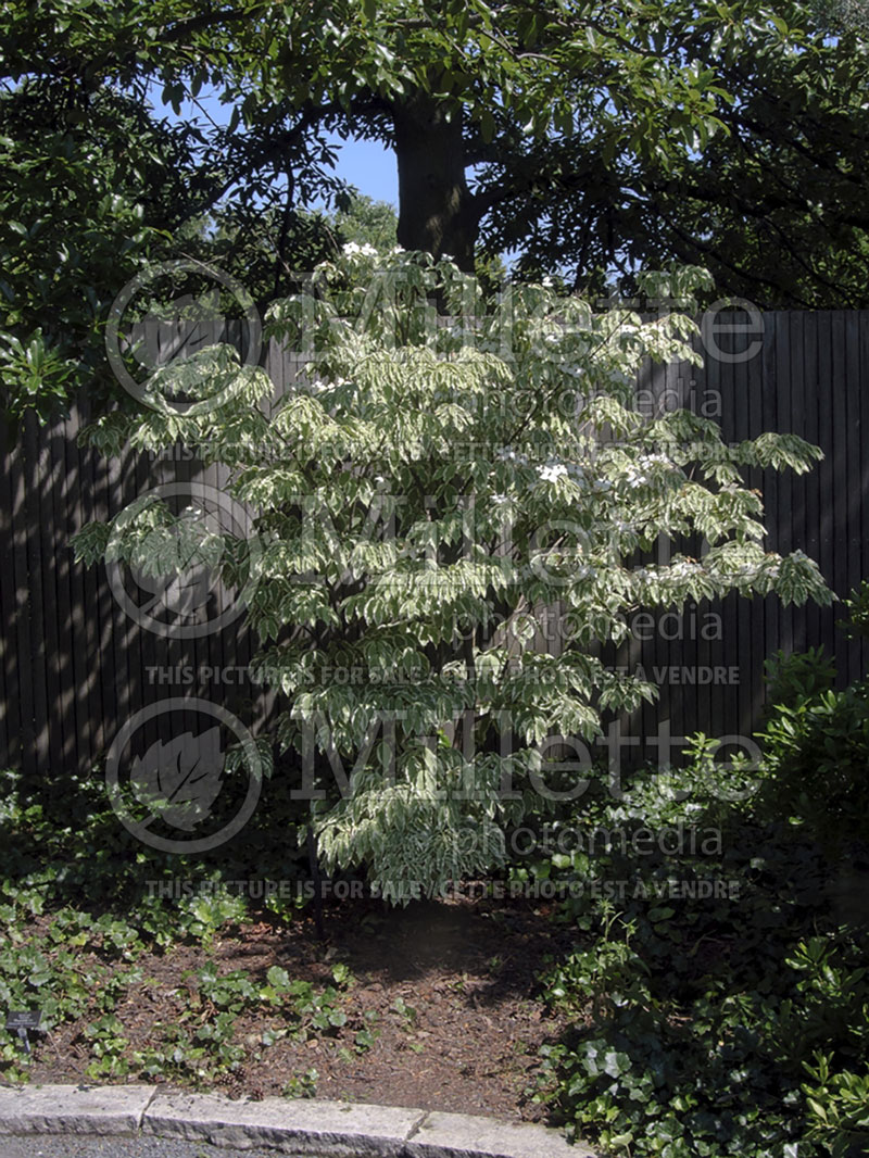 Cornus Wolf Eyes (Japanese Dogwood) 12 