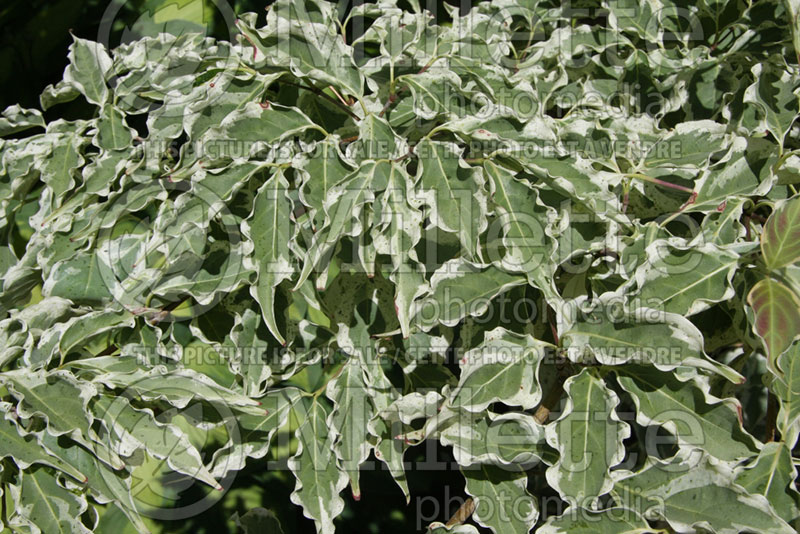 Cornus Wolf Eyes (Japanese Dogwood) 10 