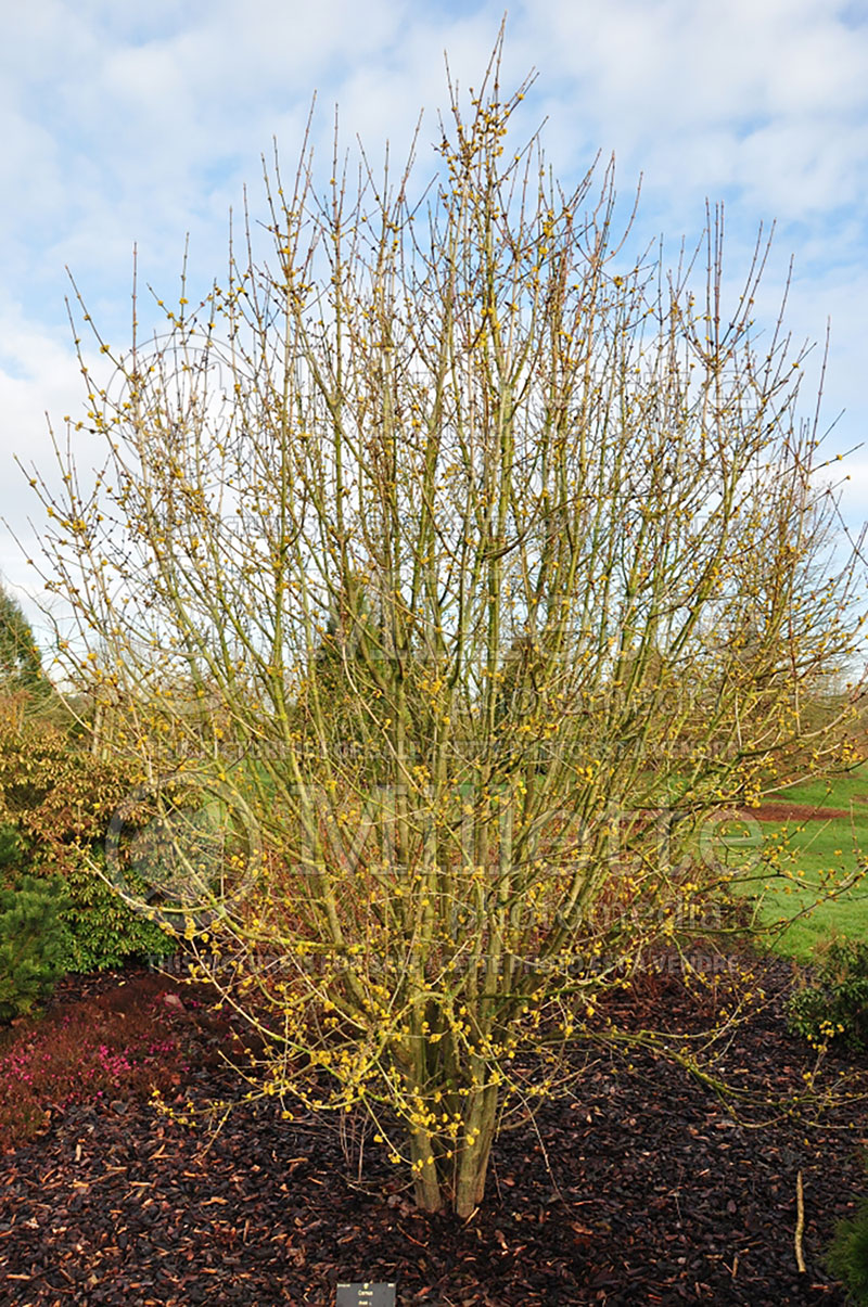 Cornus Golden Glory (Cornelian cherry Dogwood) 1 