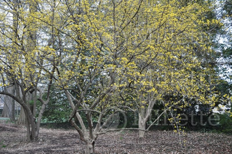 Cornus mas (Cornelian cherry Dogwood) 2 