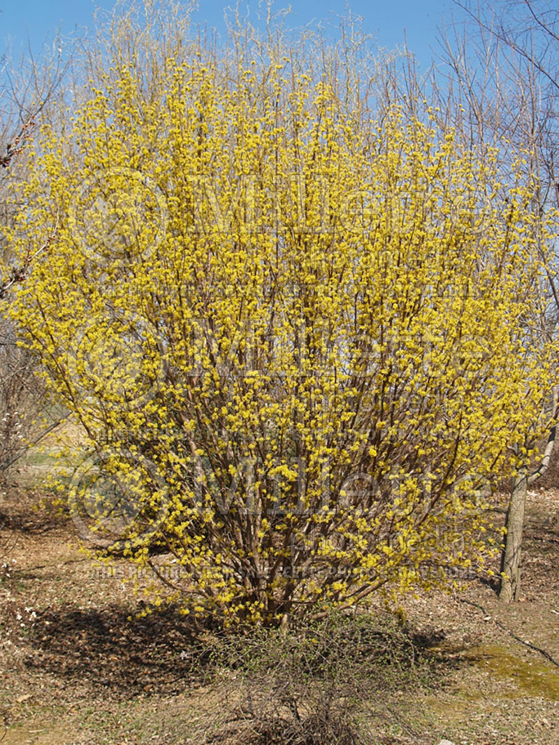 Cornus Spring Glow (Cornelian cherry Dogwood) 1 