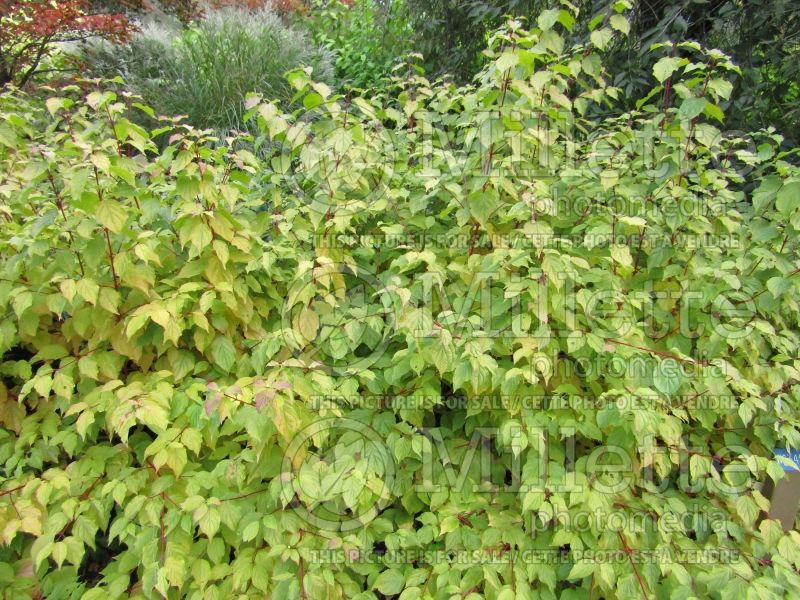 Cornus Anny's Winter Orange (Dogwood) 1 