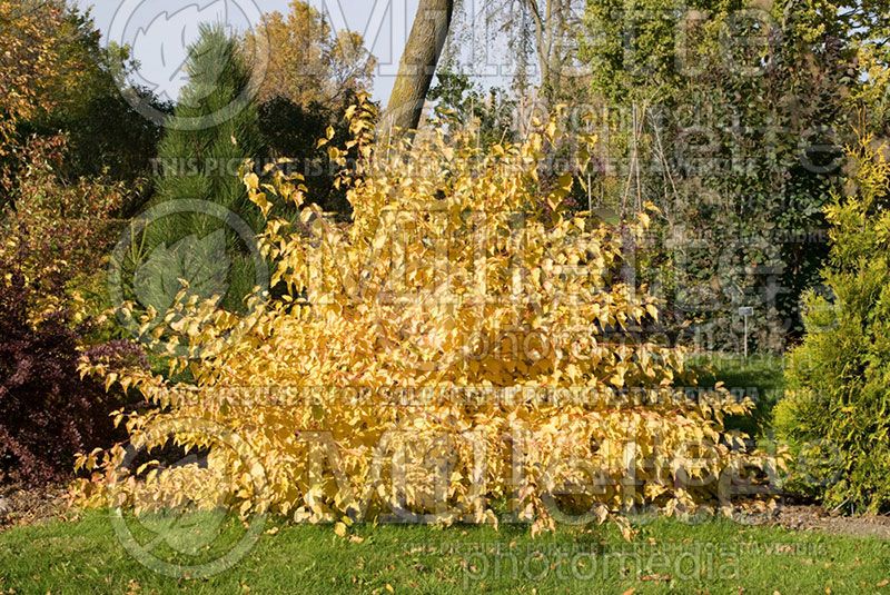 Cornus Arctic Sun or Cato (Dogwood) 2 