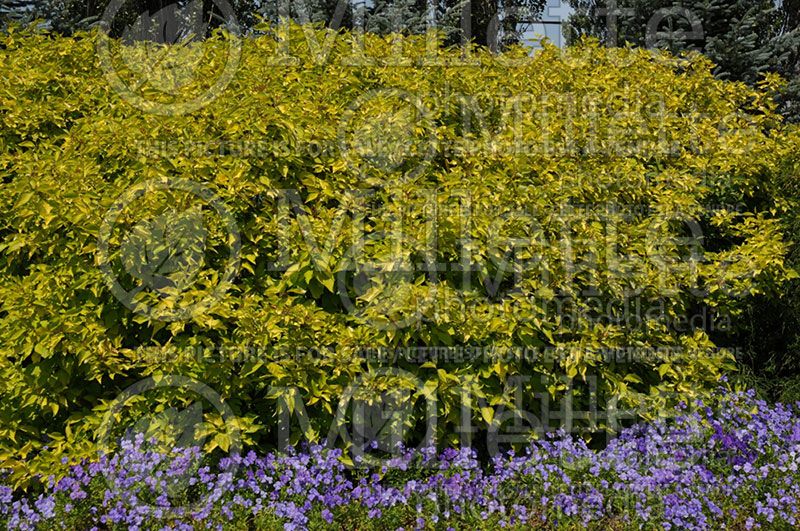 Cornus Arctic Sun or Cato (Dogwood) 1 