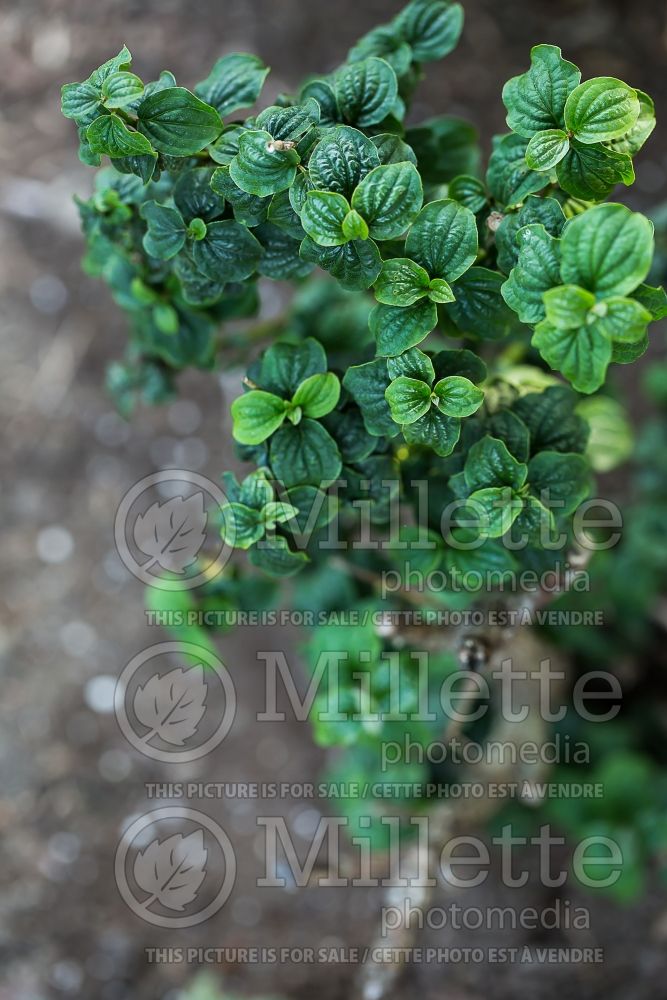 Cornus Compressa (Dogwood) 3 