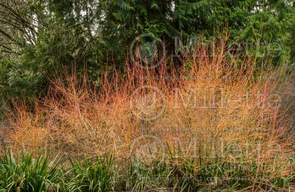 Cornus Midwinter Fire (Dogwood) 9 