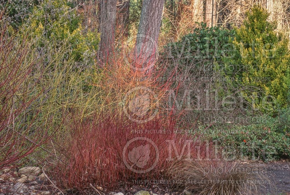 Cornus Midwinter Fire (Dogwood) 11 