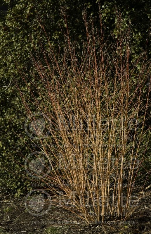 Cornus Midwinter Fire (Dogwood) 5 