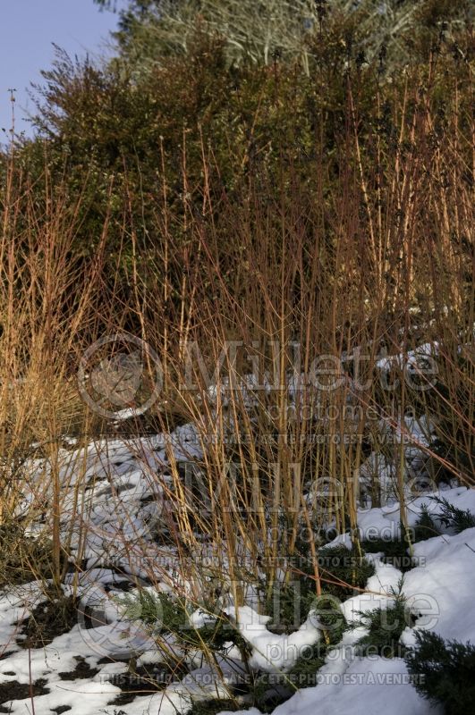 Cornus Midwinter Fire (Dogwood) 4 