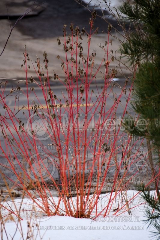 Cornus Midwinter Fire (Dogwood) 2 