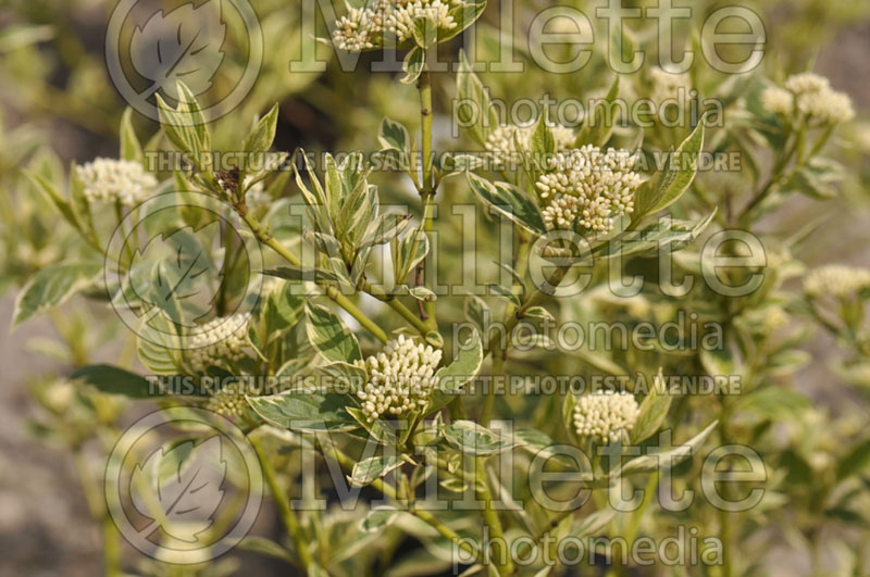 Cornus Creme de Mint (Tatarian Dogwood) 1 