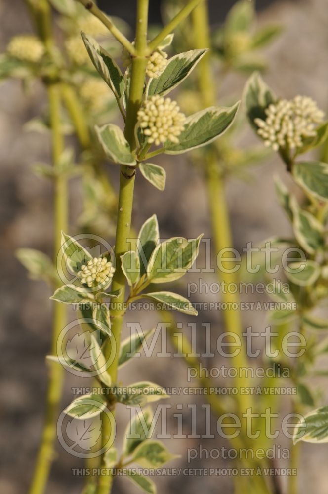 Cornus Creme de Mint (Tatarian Dogwood) 3 