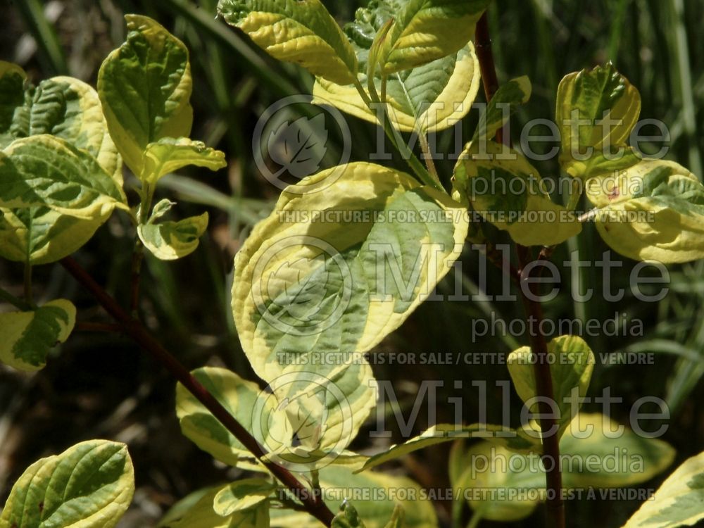 Cornus Hedgerows Gold (red twig dogwood) 1 