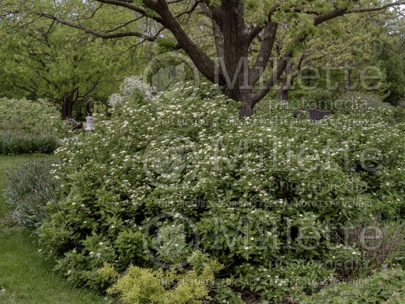 Cornus Isanti (red twig dogwood) 2 