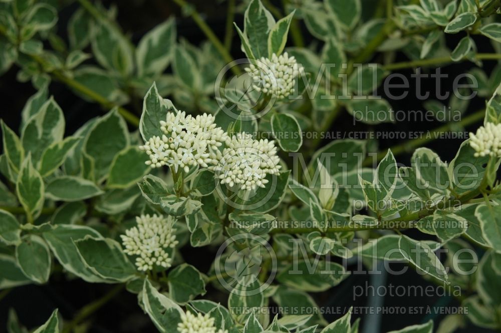 Cornus Silver and Gold (Dogwood) 2 