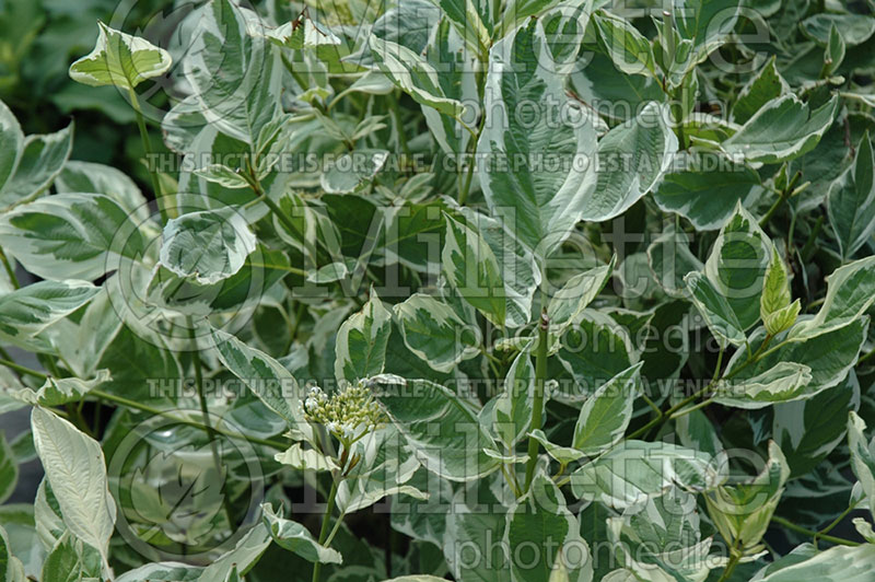 Cornus Silver and Gold (Dogwood) 1 