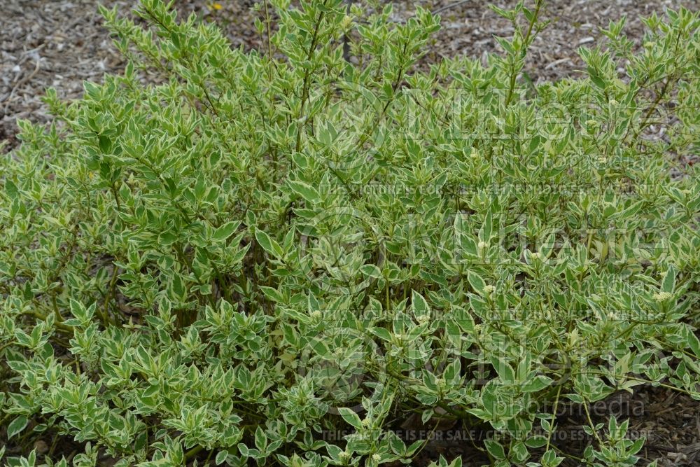 Cornus White Gold (Tatarian Dogwood) 1 