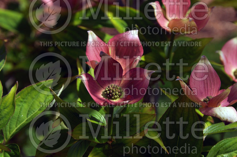 Cornus Stellar Pink aka Rutgan (Japanese Dogwood) 1 