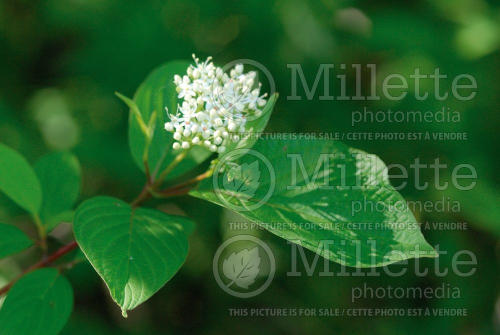 Cornus stolonifera aka sericea(Red Osier Dogwood) 2