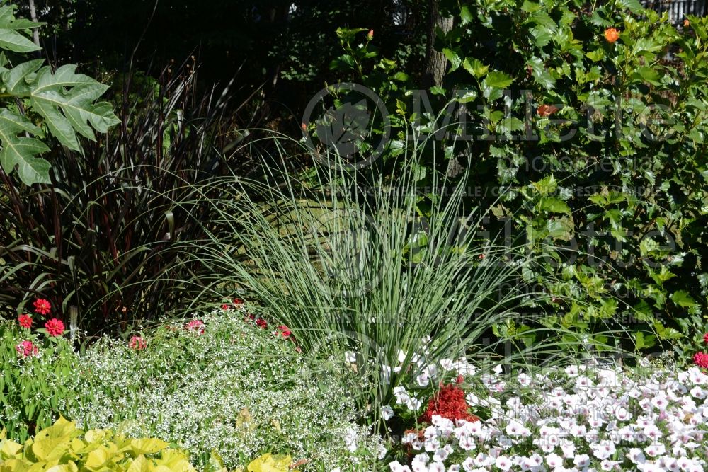 Cortaderia Blue Bayou (Pampas Grasses Ornamental Grass) 1 