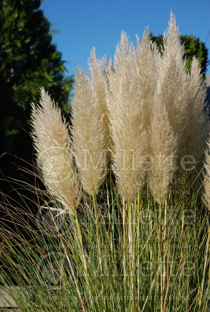 Cortaderia selloana (Pampas Grasses Ornamental Grass) 3 