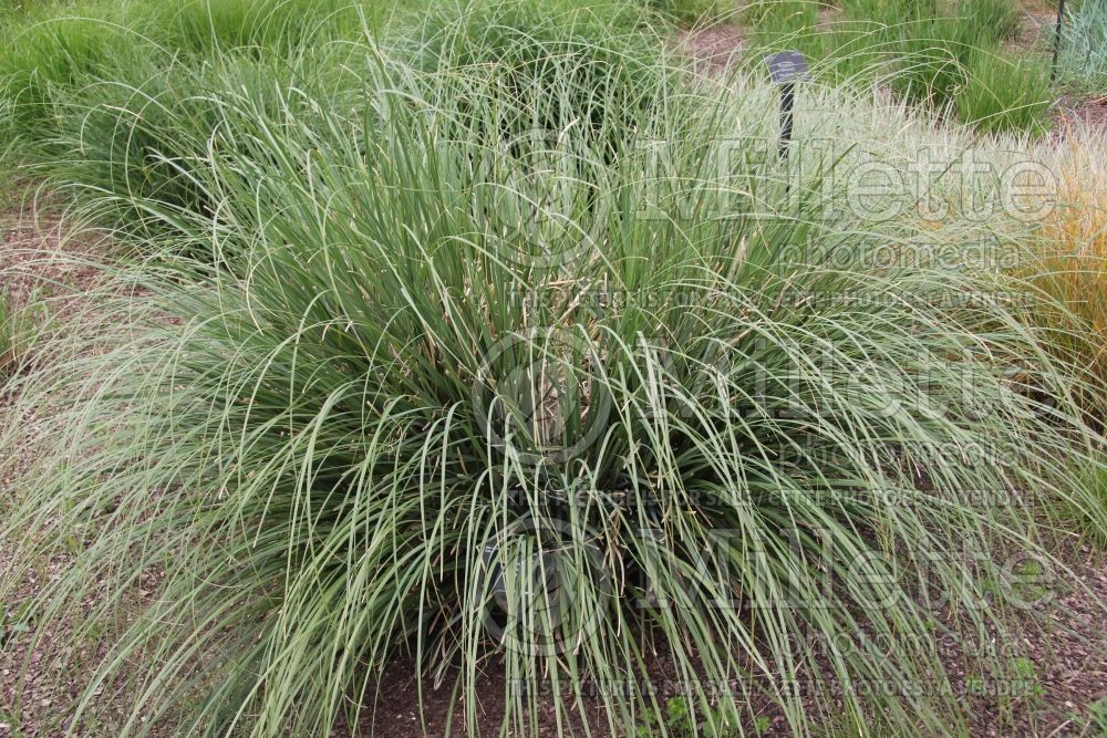Cortaderia selloana (Pampas Grasses Ornamental Grass) 4 