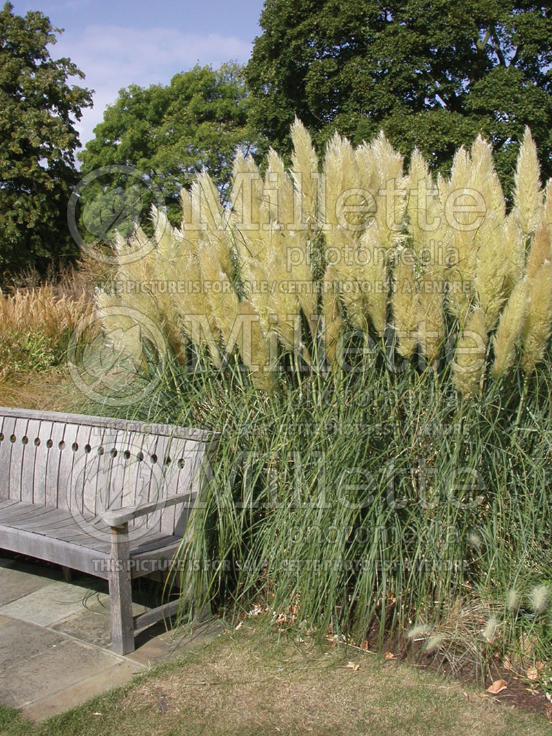 Cortaderia selloana (Pampas Grasses Ornamental Grass) 1   