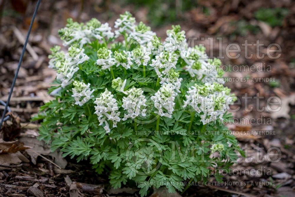 Corydalis White Knight (Bird in the Bush, Fumewort) 1