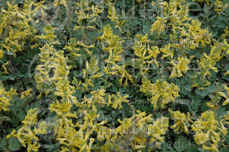 Corydalis Canary Feathers (Bird in the Bush, Fumewort) 1