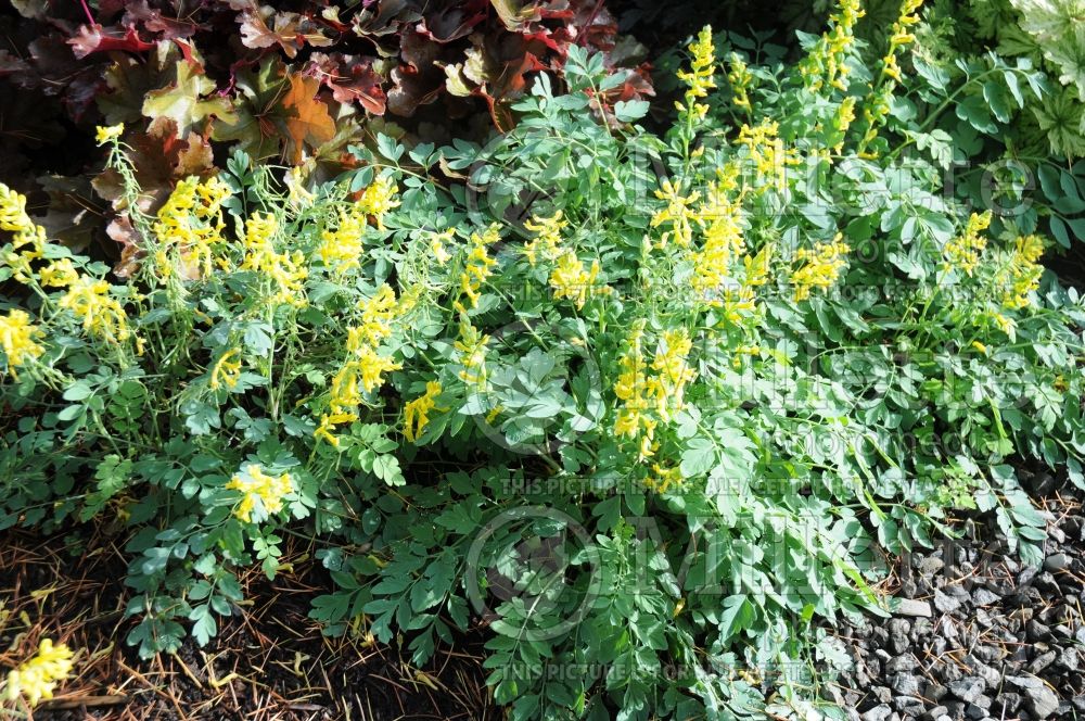 Corydalis Canary Feathers (Bird in the Bush, Fumewort) 2