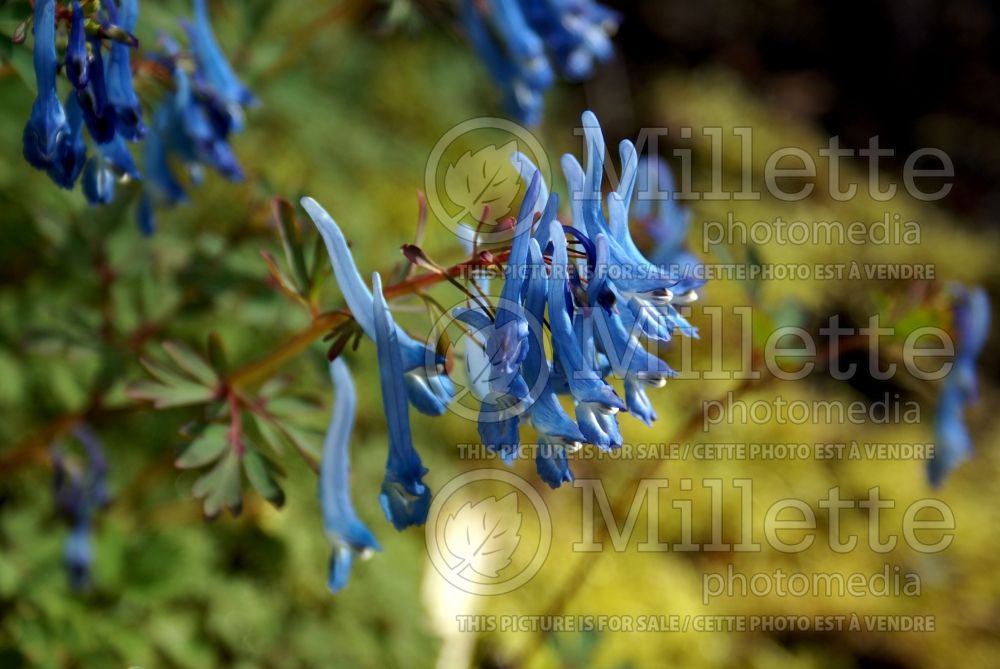 Corydalis Blue Panda (Bird in the Bush, Fumewort) 1