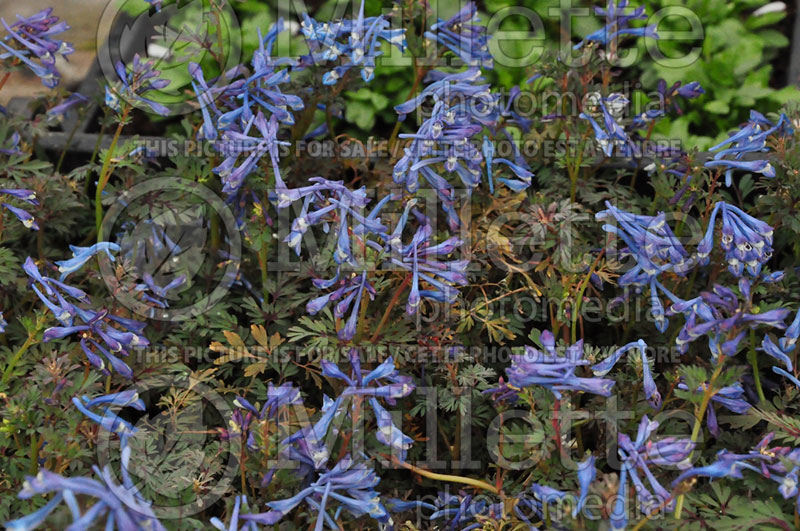 Corydalis Purple Leaf (Bird in the Bush, Fumewort) 3