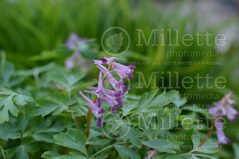 Corydalis Blackberry Wine (Corydalis) 2