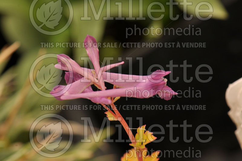 Corydalis Berry Exciting (Bird in the Bush, Fumewort) 2