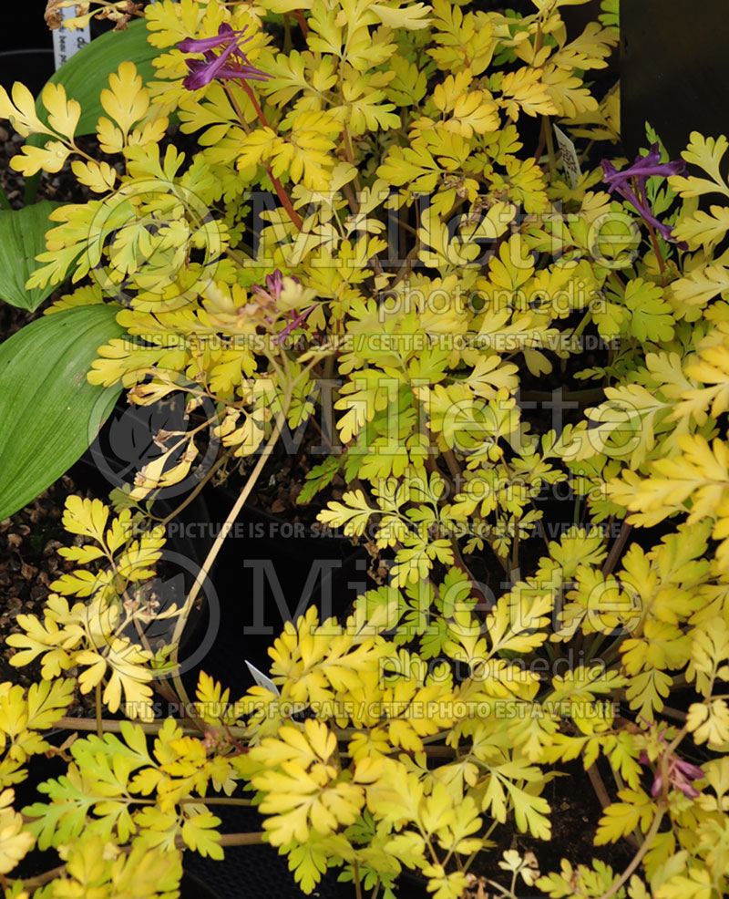 Corydalis Berry Exciting (Bird in the Bush, Fumewort) 1