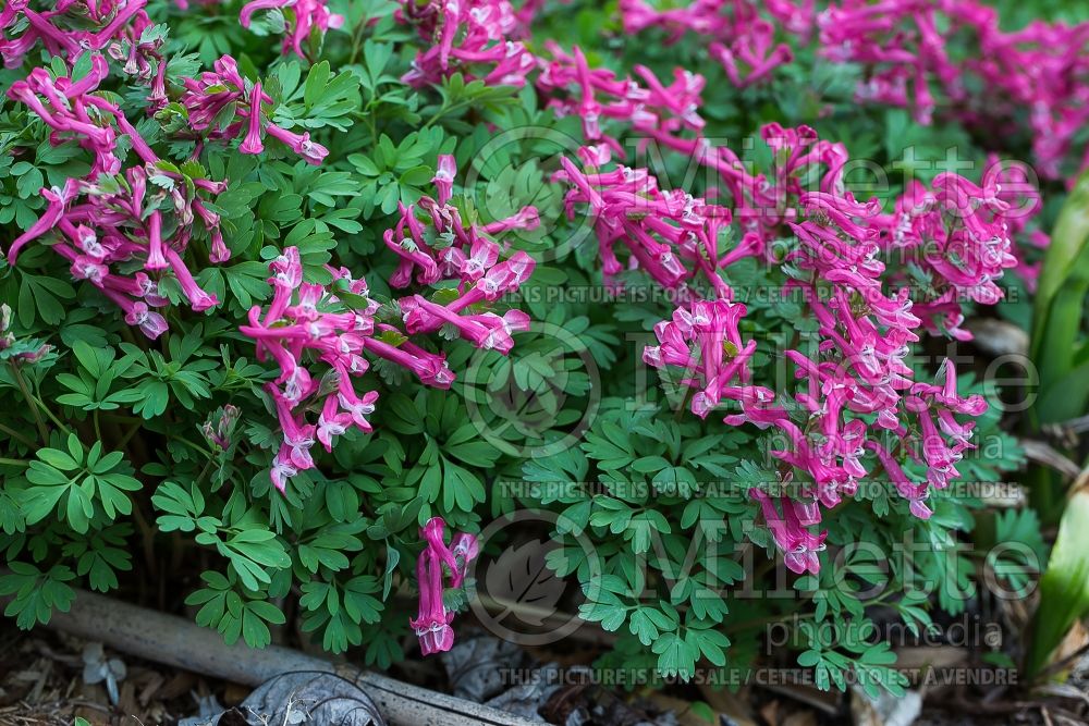 Corydalis Beth Evans (Bird in the Bush, Fumewort) 2