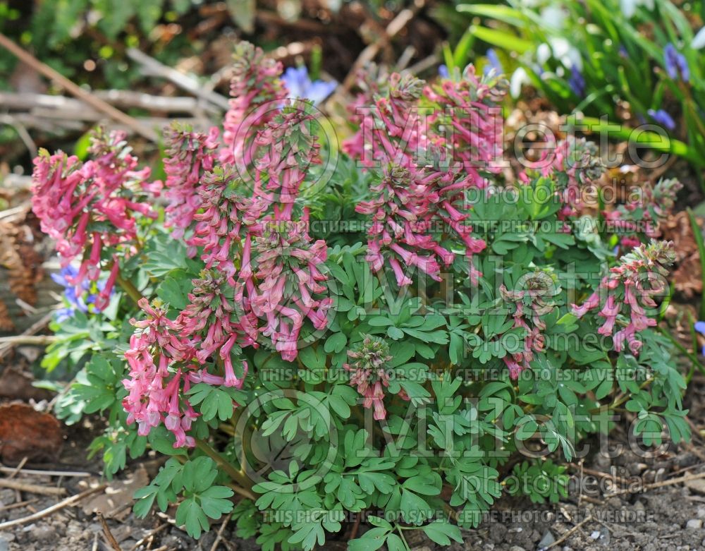 Corydalis Beth Evans (Bird in the Bush, Fumewort) 3