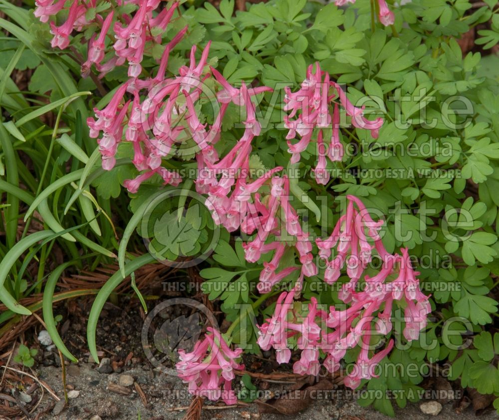 Corydalis Beth Evans (Bird in the Bush, Fumewort) 5