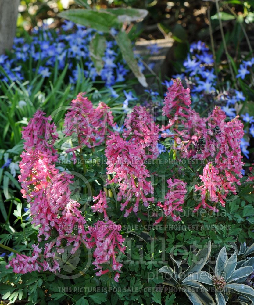 Corydalis Beth Evans (Bird in the Bush, Fumewort) 4