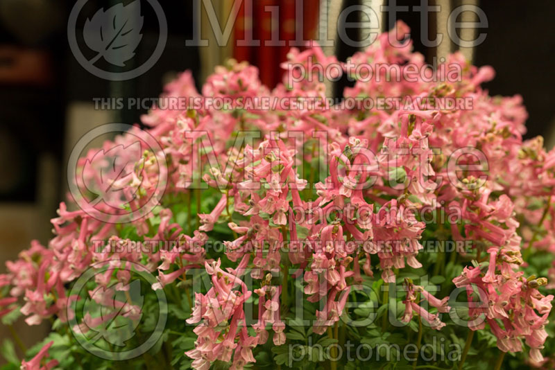 Corydalis Beth Evans (Bird in the Bush, Fumewort) 1