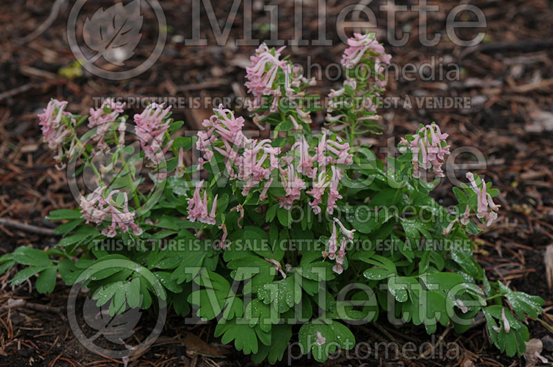 Corydalis Blushing Girl (Corydalis) 1