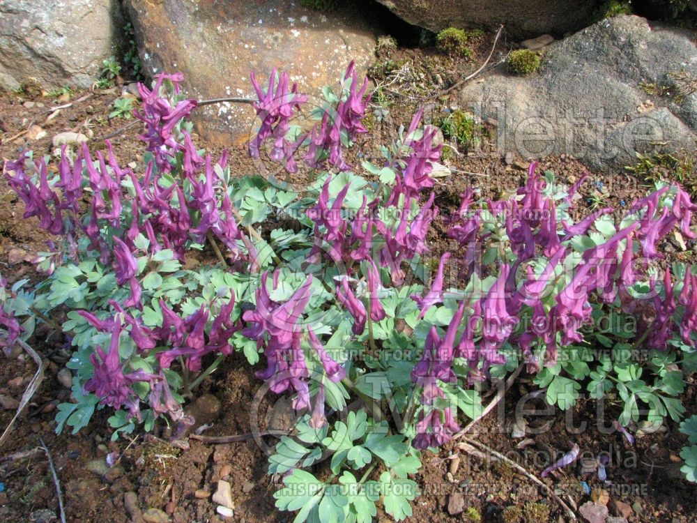 Corydalis Harkov (fumewort) 1 