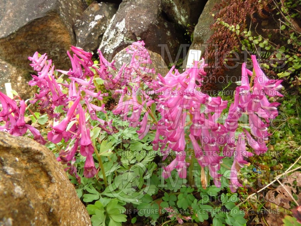 Corydalis Prazil Strain (fumewort) 1 