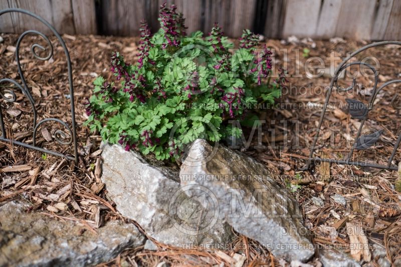 Corydalis Purple Bird (Bird in the Bush, Fumewort) 2