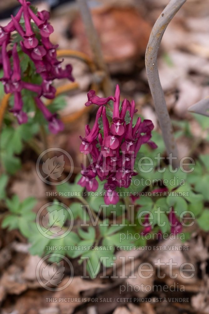 Corydalis Purple Bird (Bird in the Bush, Fumewort) 4