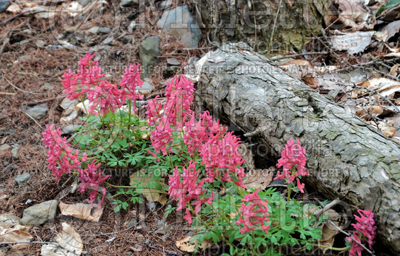 Corydalis George Baker (Bird in the Bush, Fumewort) 1