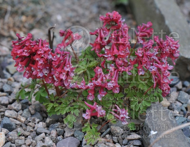 Corydalis solida transylvanica (Bird in the Bush, Fumewort) 1