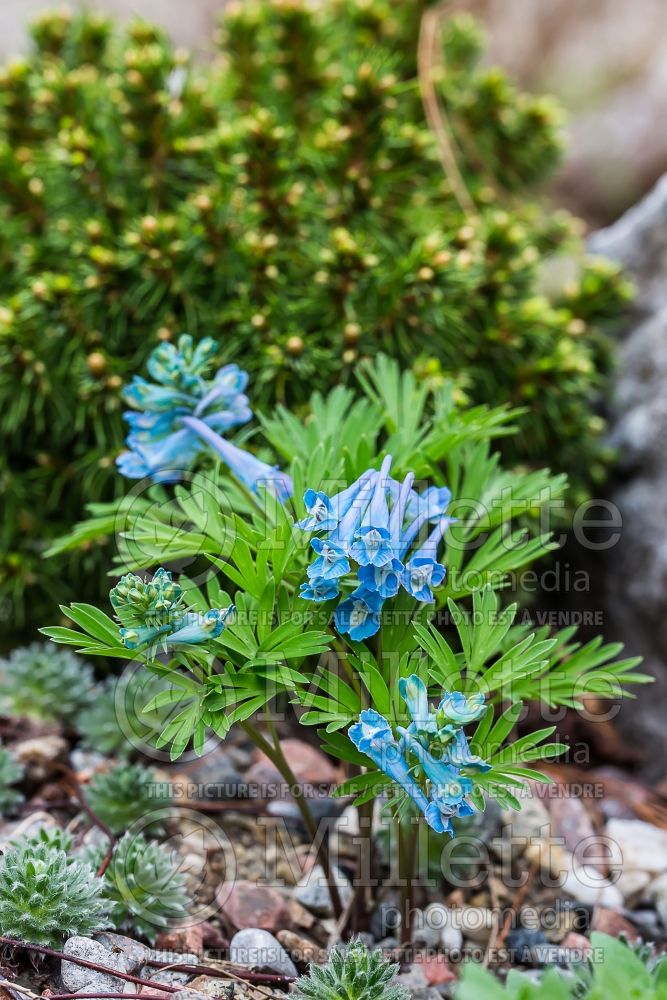 Corydalis turtschaninovii (Bird in the Bush, Fumewort) 1