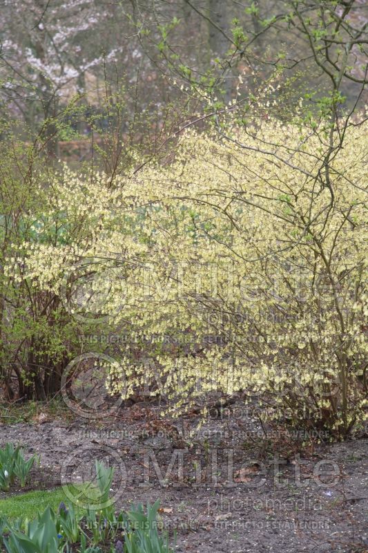 Corylopsis pauciflora (winter hazel) 1